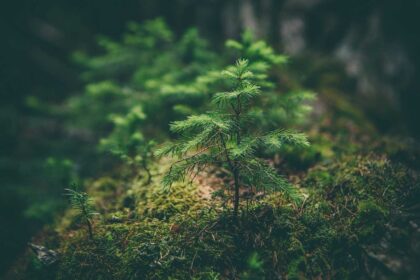Coup d'envoi de la Quinzaine de l'environnement