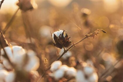 producteurs de coton s’accordent pour optimiser la nouvelle campagne agricole
