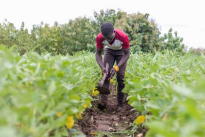 maraîchage agroécologique togo